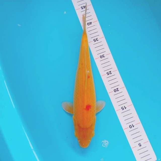 Karashi bocor mata merah