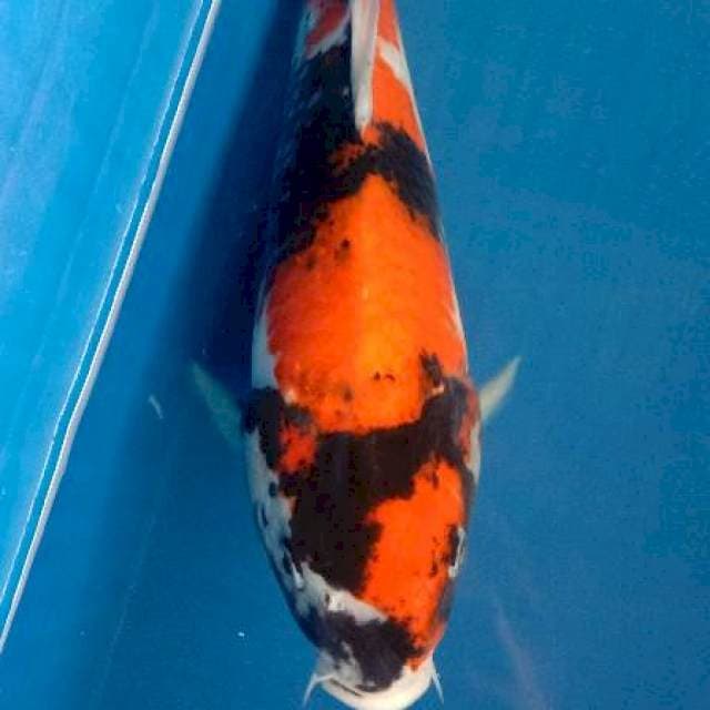 Showa 37 cm