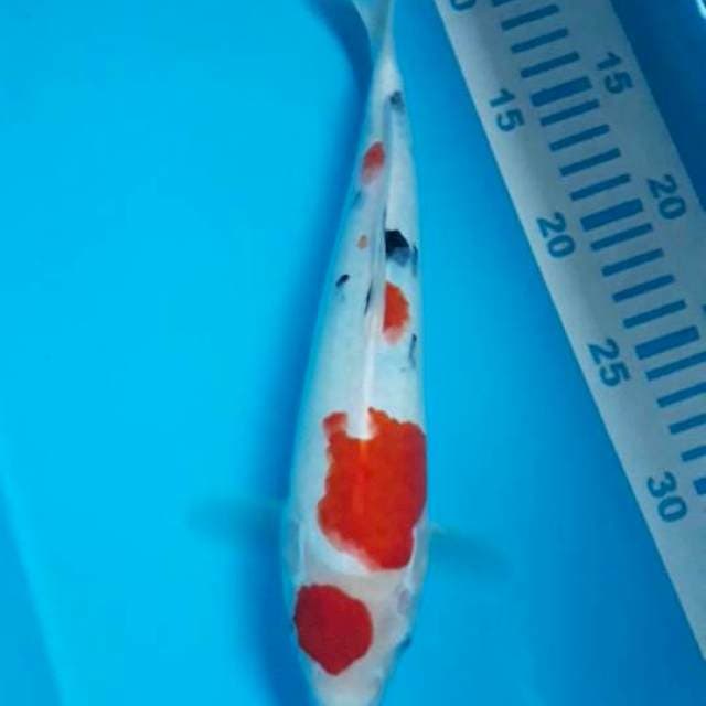 Sanke 27 cm