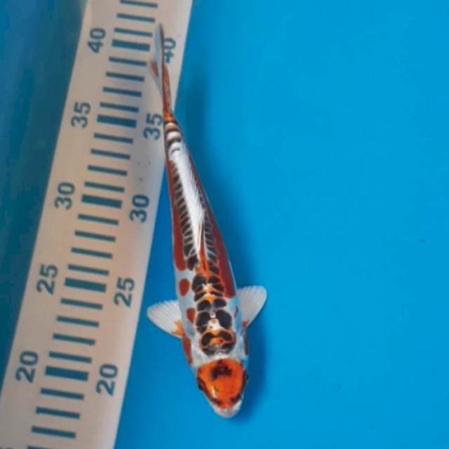 Kujaku Doit 23 cm
