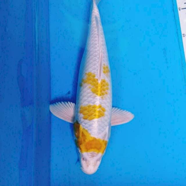 HARIWAKE 32 cm