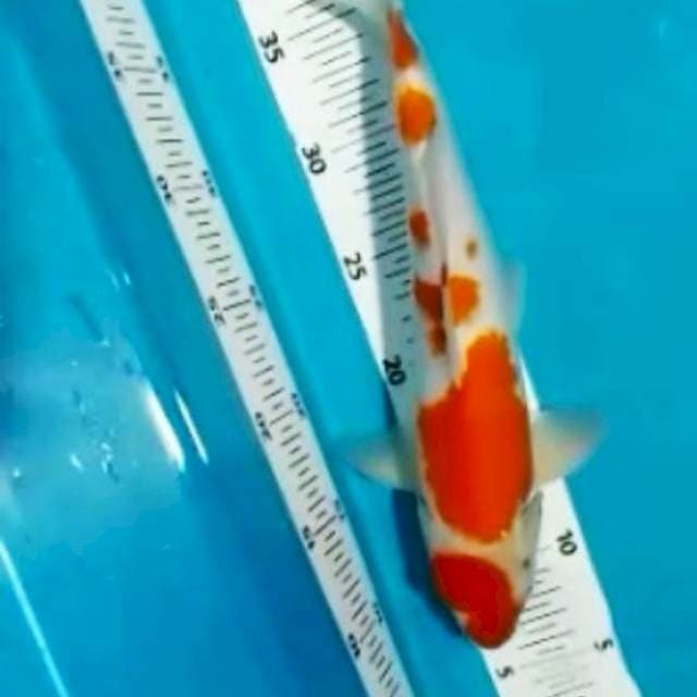 KOHAKU 35CM
