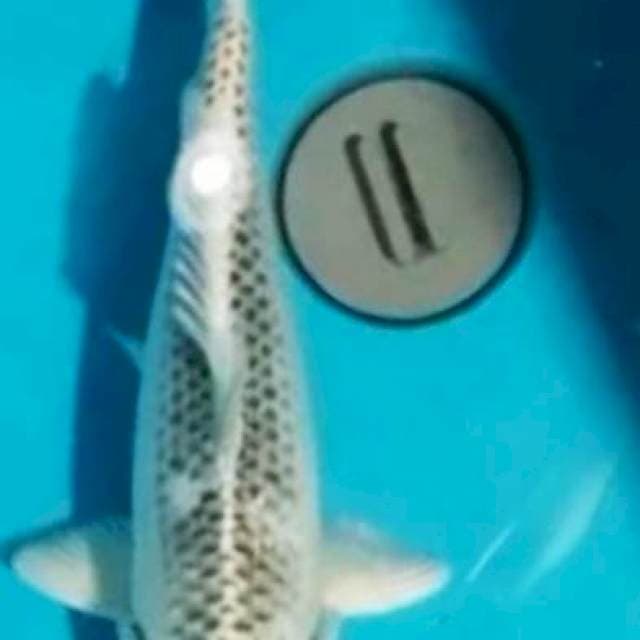 TC KUJAKU 30CM