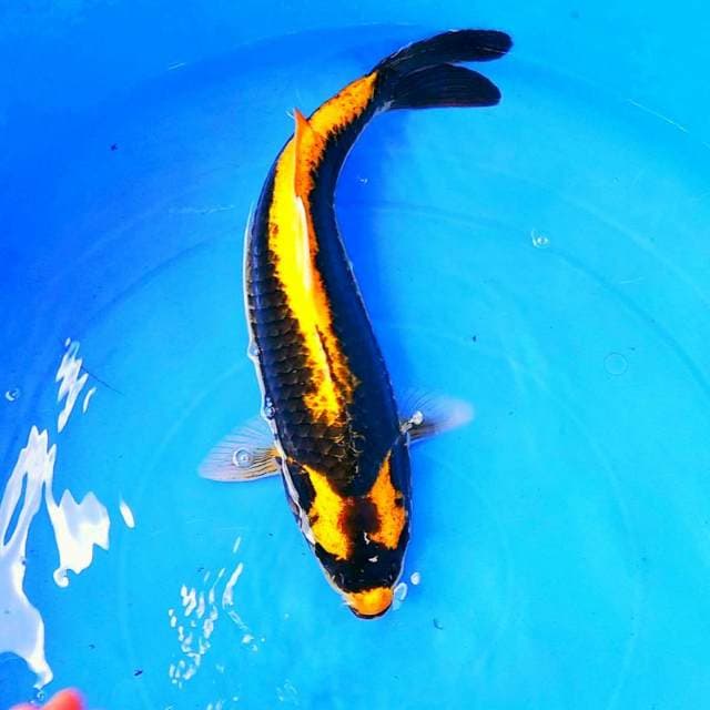 Kabuto yellow koleksi cantik