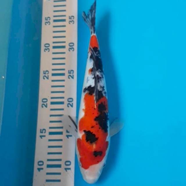 Sanke 28 cm