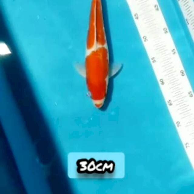 KOHAKU DOIT 30CM