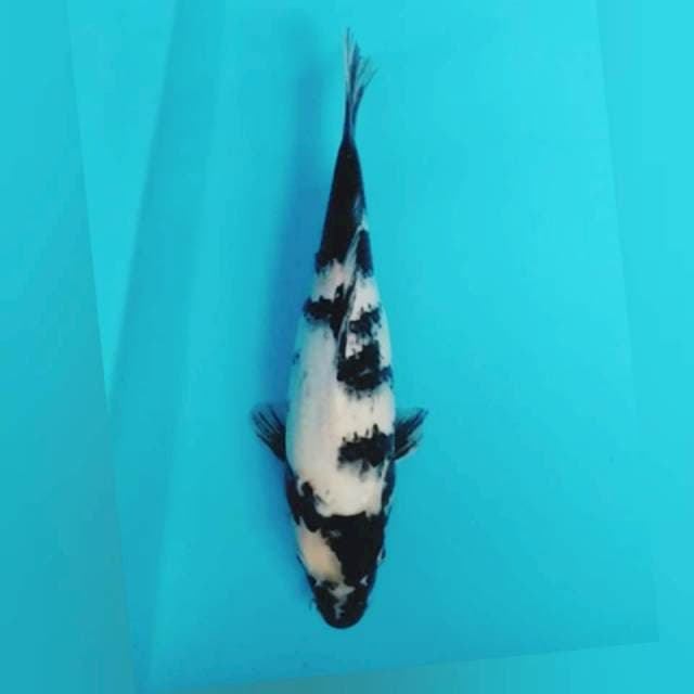 ShiroUtsuri _29