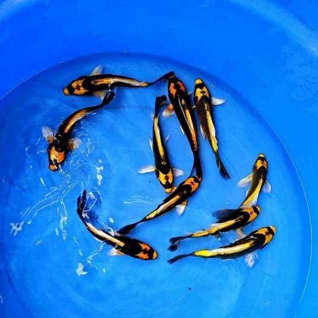 Kabuto yellow cantik