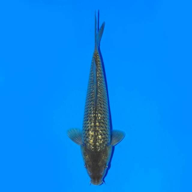 Soragoi Ginrin 19 cm Male
