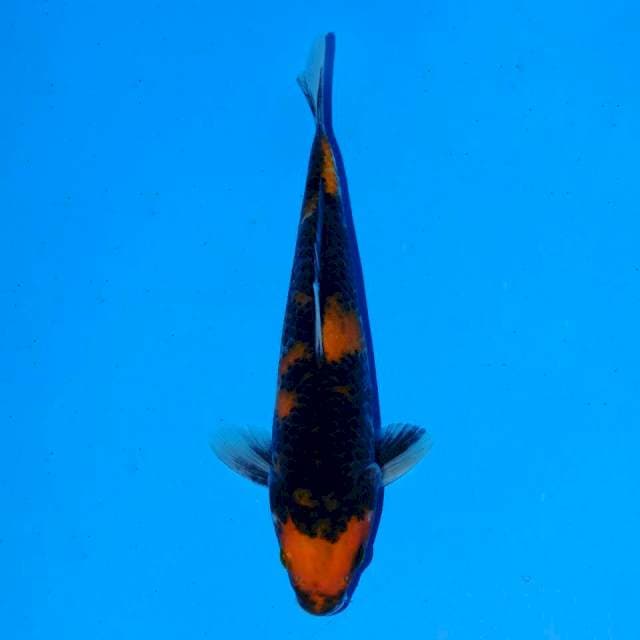 Hi Showa 20 cm Male
