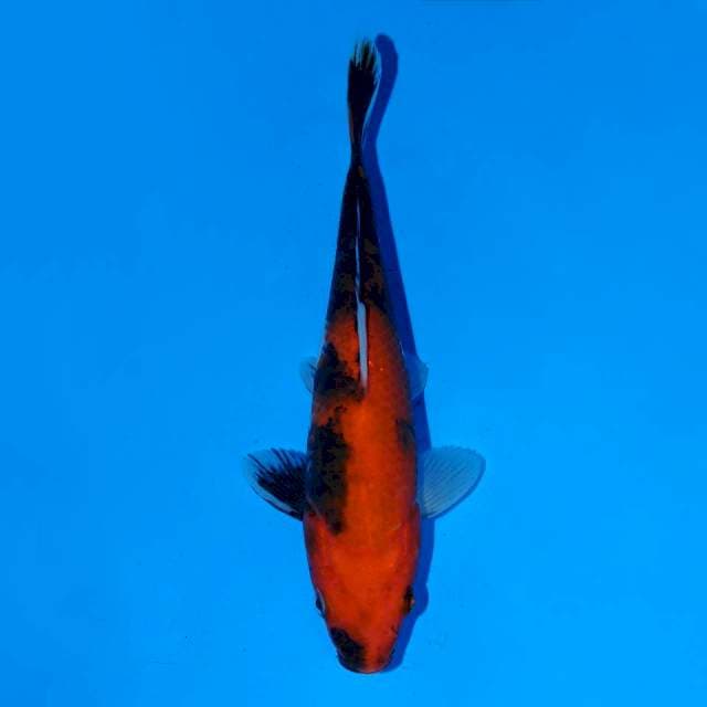 Red Showa 18 cm Female