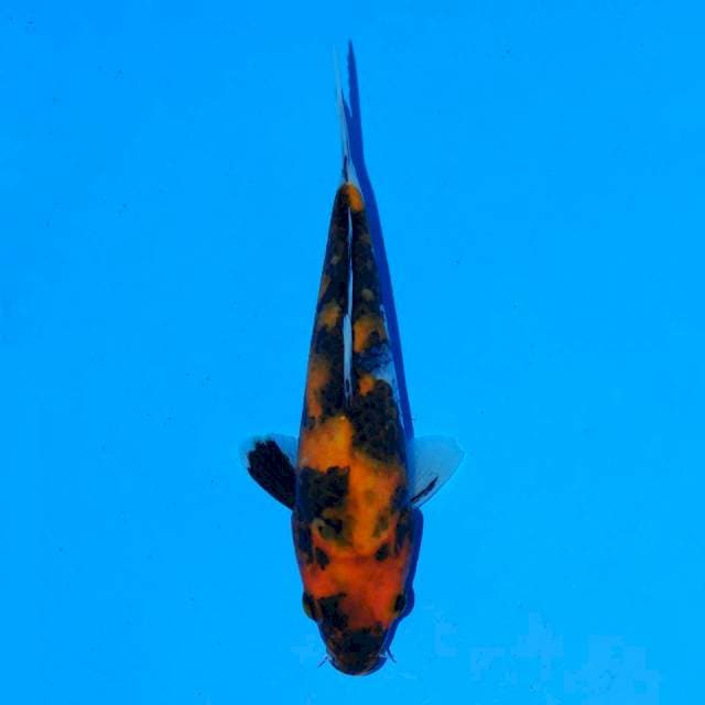 Showa Sanshoku 18 cm Female