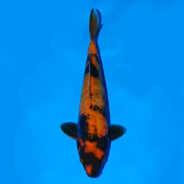 Hi Utsuri 22 cm Male