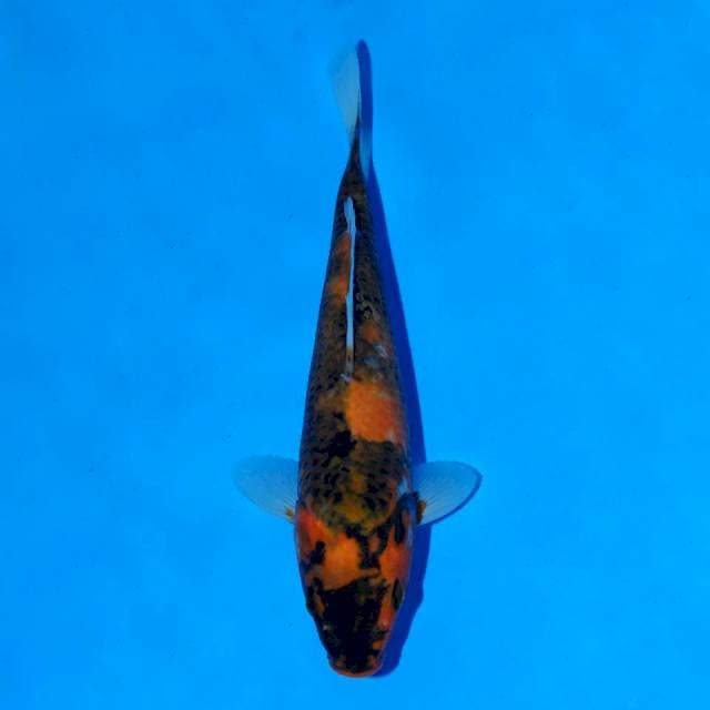 Hi Showa 18 cm Female