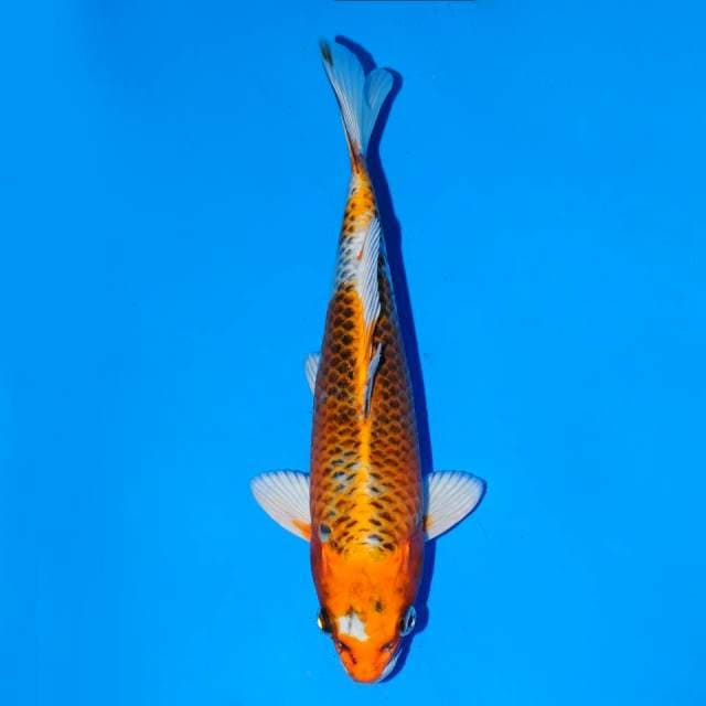 Kujaku 22 cm Male