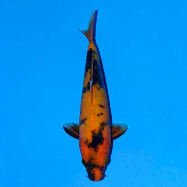 Ki Utsuri 21 Cm Female