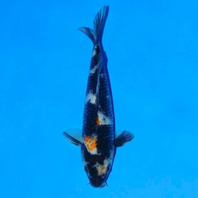 Showa 21 Cm Female