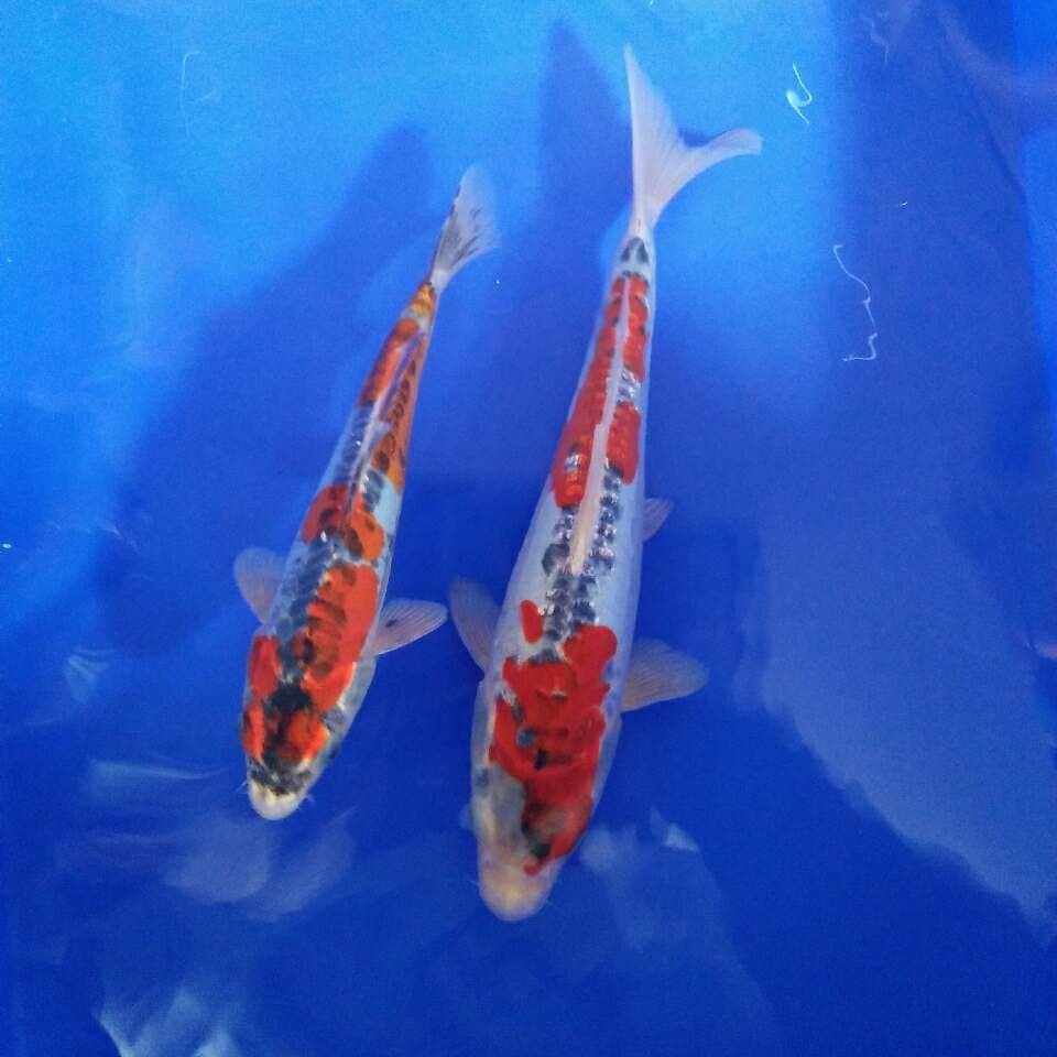 Duet Beni Kikokuryu