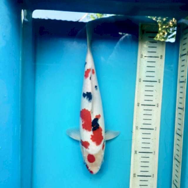 Sanke male , 30cm