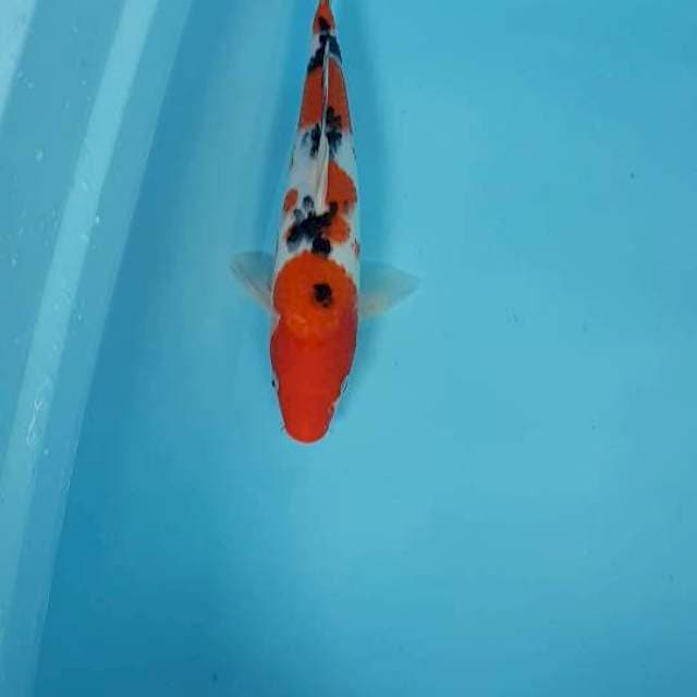 Sanke 31 cm