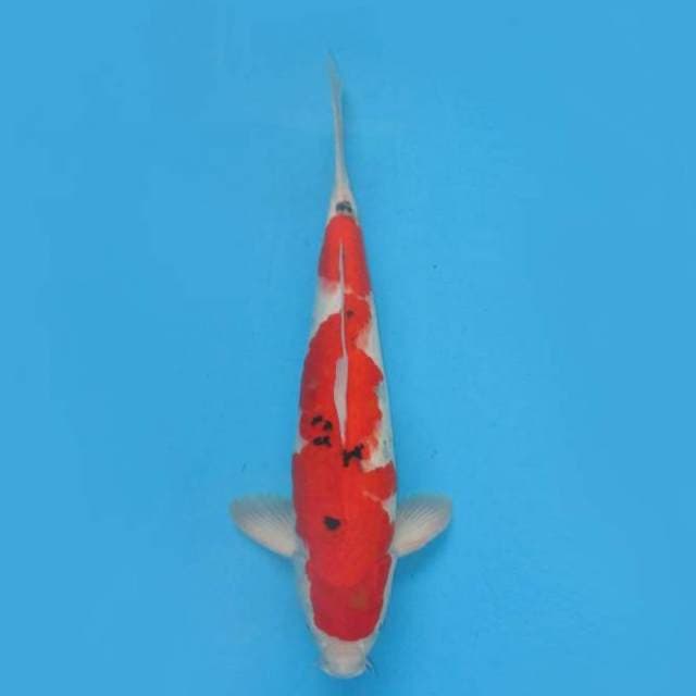 F1 INAZUMA RED TAISHO SANKE - 15bulan