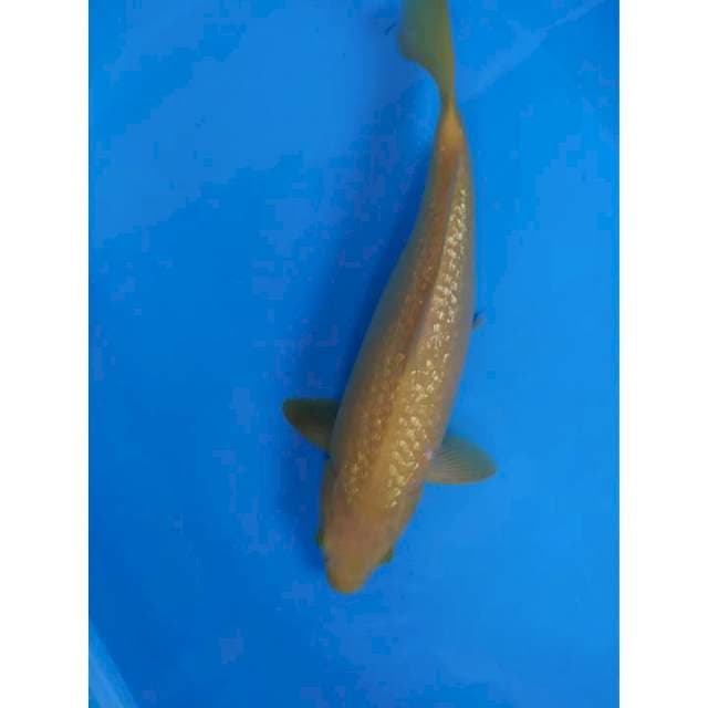karashi ginrin 36 cm