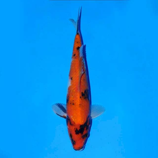 Hi Showa 23 cm Male