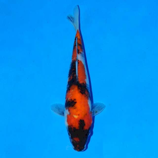Showa 21 cm Female