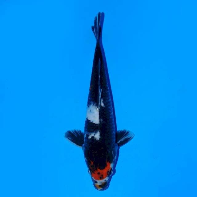 Tancho Showa 18 cm Male