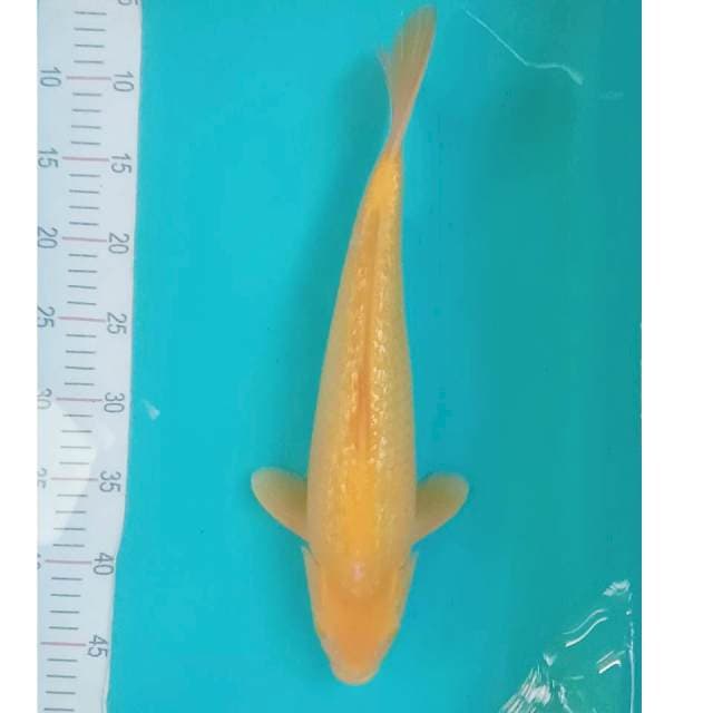 Karashi Ginrin 39cm Punuk