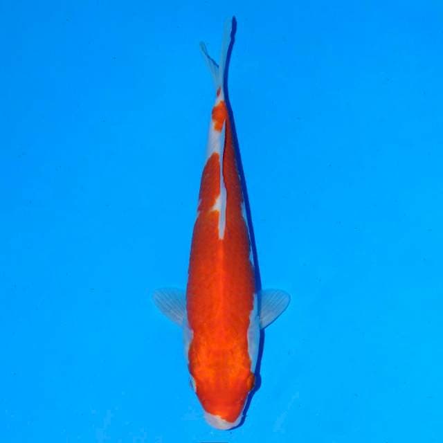 Omoyo kohaku Male 21 cm