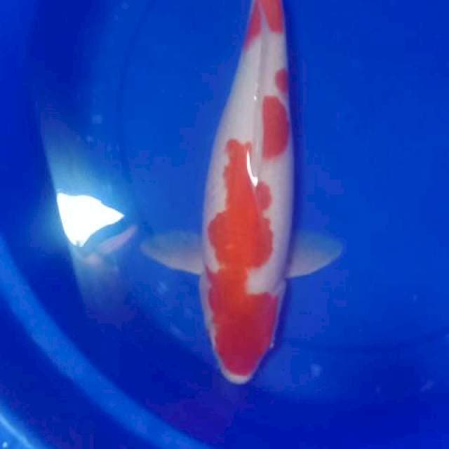 Kohaku