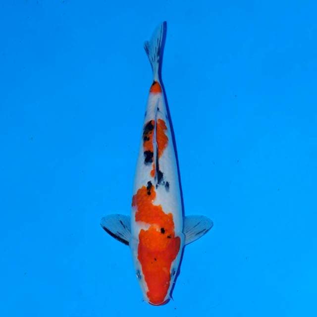 Sanke Female 22 cm