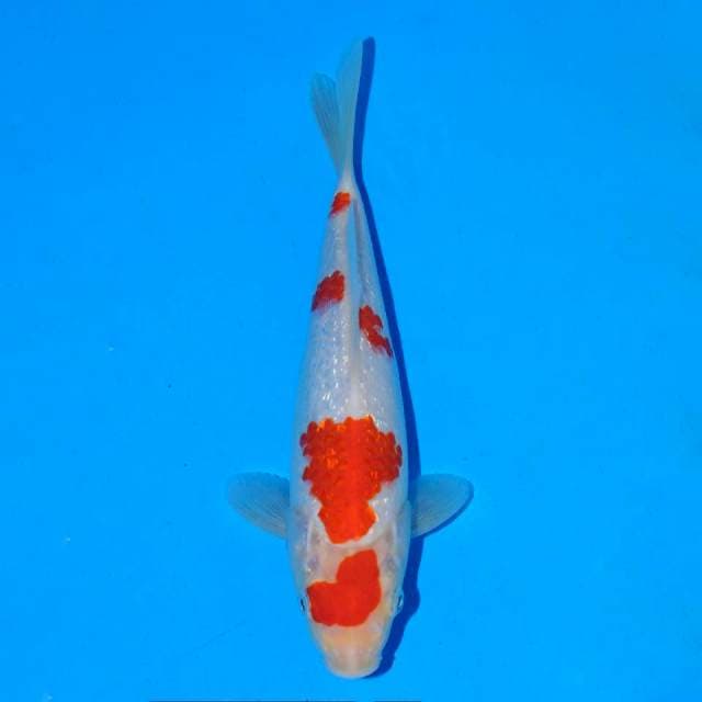Kohaku ginrin Female 18 cm