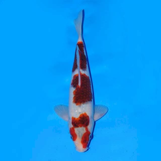 Goromo 24 cm Male