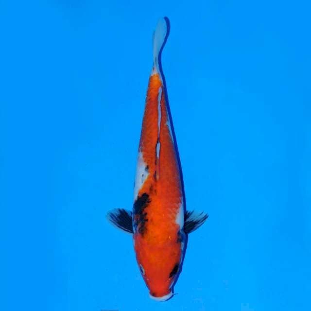 Showa Female 25 cm