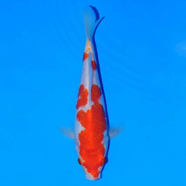 Kohaku Male 21 cm