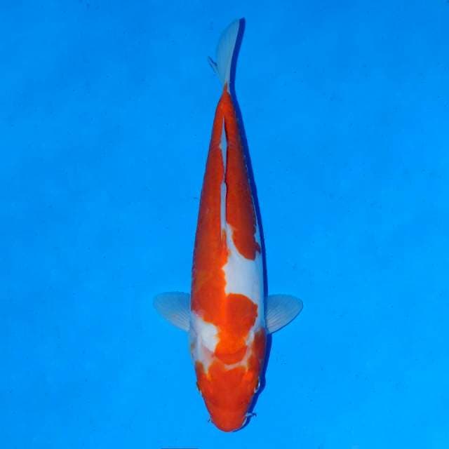 Doitsu kohaku female 26 cm