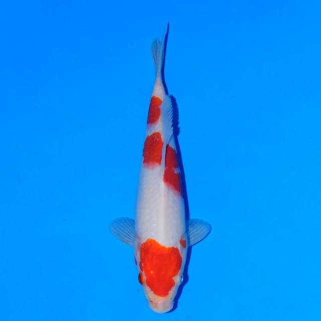 Kohaku Female 23 cm