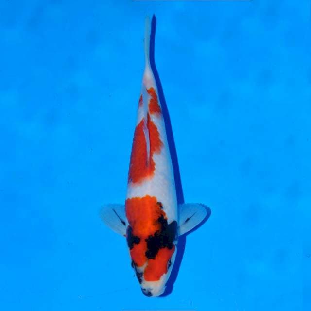 Showa male 21 cm