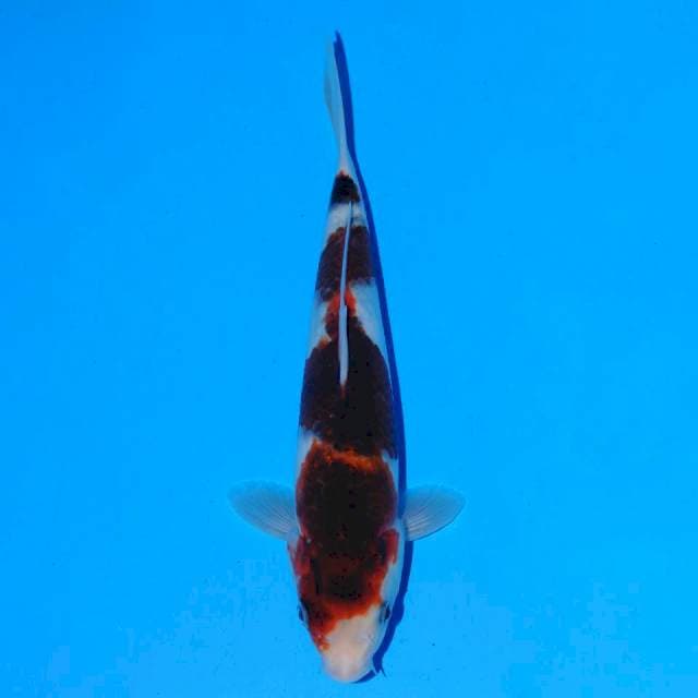 Goromo Female 20 cm