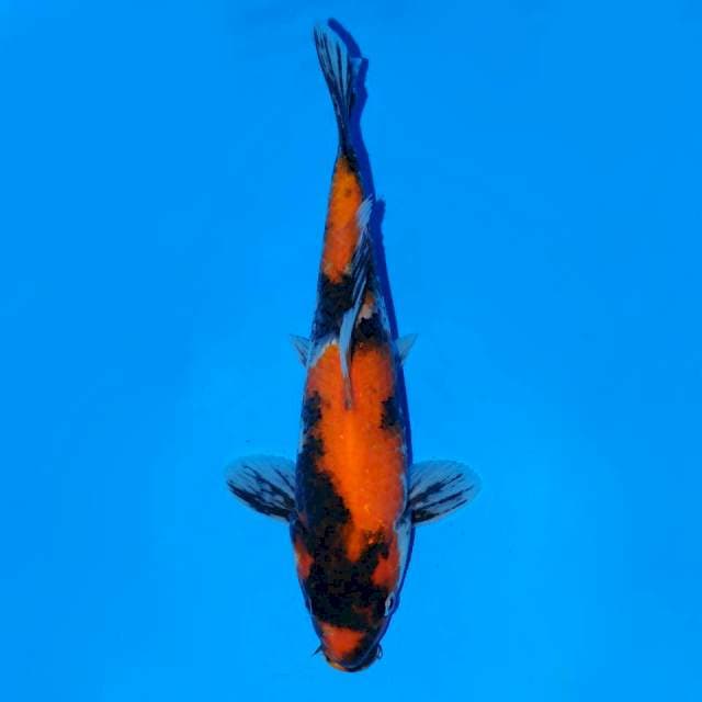 Hi showa Female 28 cm