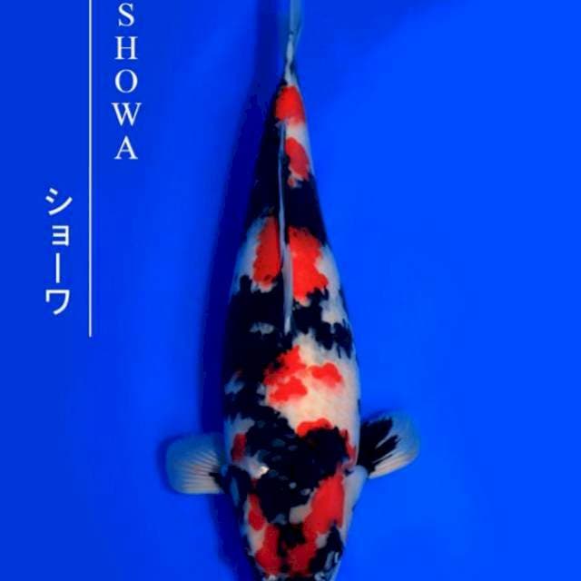 Showa - Isa Farm π―π΅ - 55bu - Female