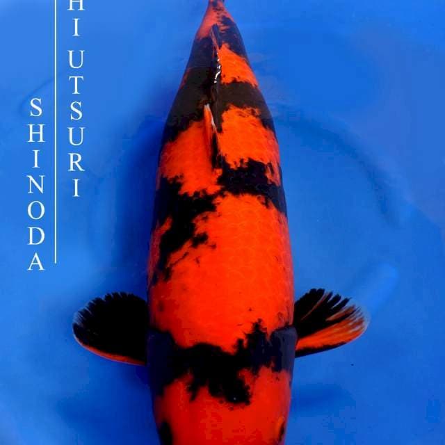 Hi Utsuri - Shinoda Farm π―π΅ - 70bu - Male
