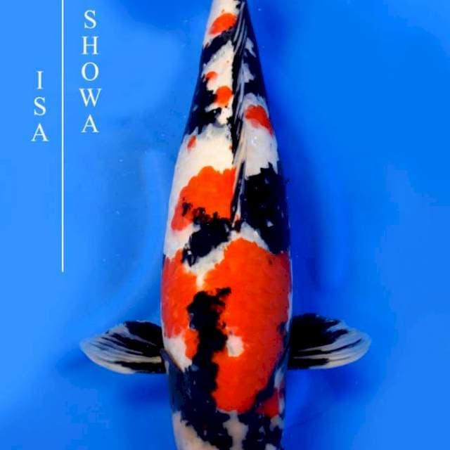 Showa - Isa Farm π―π΅ - 70bu - Female