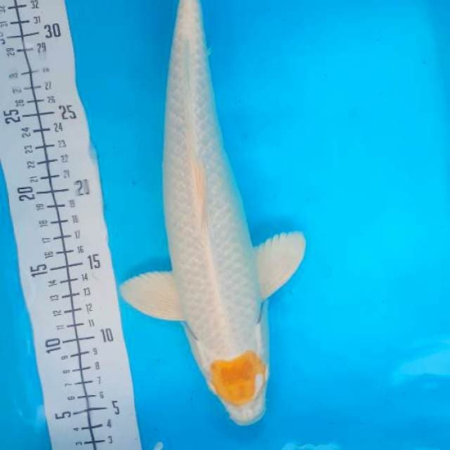 T. Hariwake 33cm