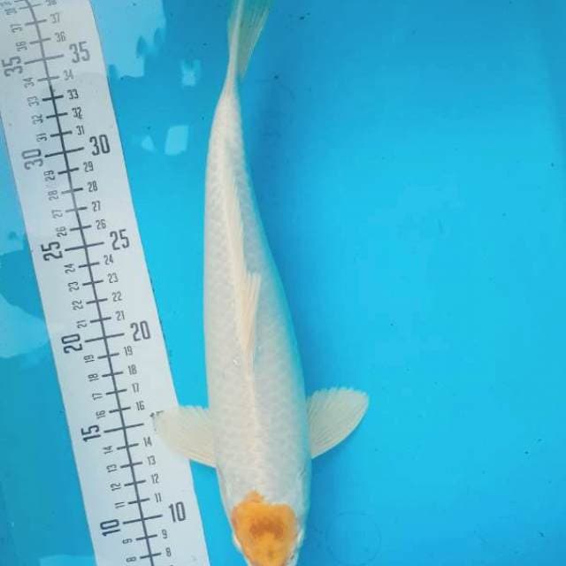 T. Hariwake 31cm