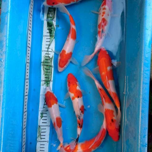 Pket kohaku sanke ( 8 ekor )