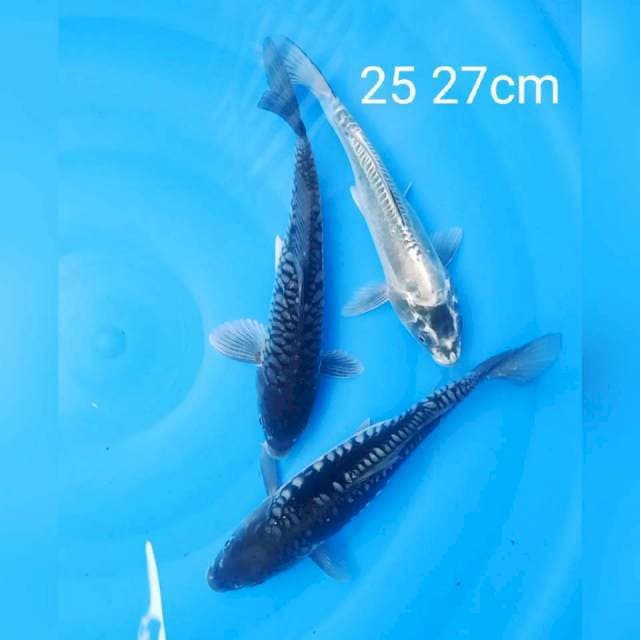 Antik 25 27cm