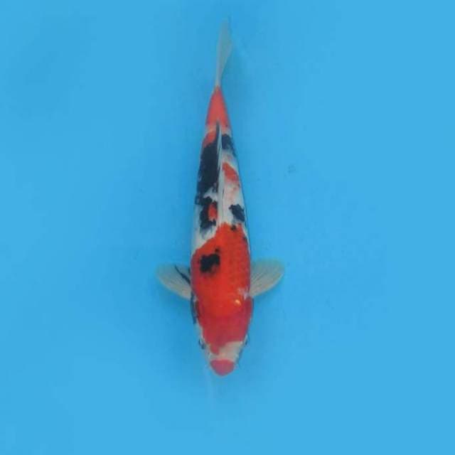 MERAH SHOWA TATEGOI - TOSAI